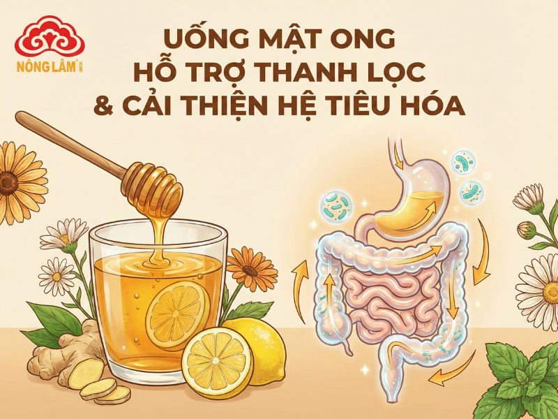 Uống Mật Ong Mỗi Ngày Sẽ Như Thế Nào? 9 Uống mật ong hỗ trợ thanh lọc và cải thiện hệ tiêu hóa