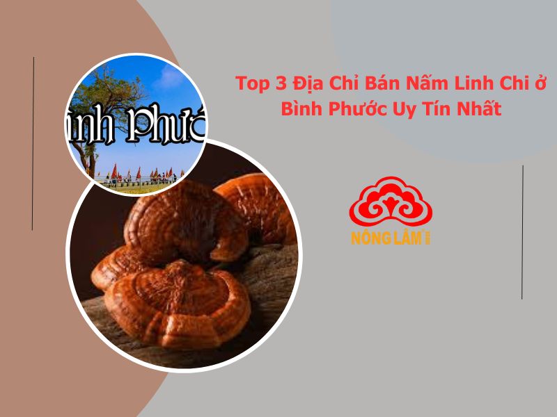 mua nấm linh chi ở bình phước