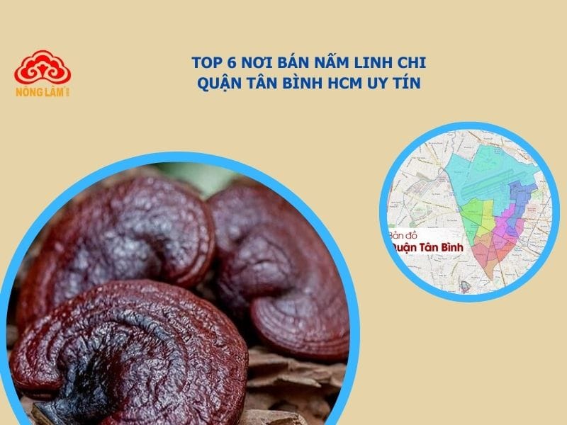 mua nấm linh chi quận tân bình