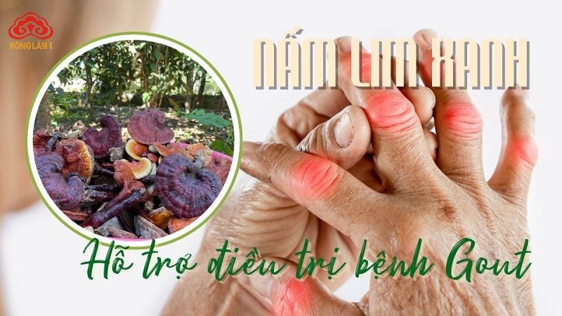 nấm lim xanh hỗ trị trị bệnh gout