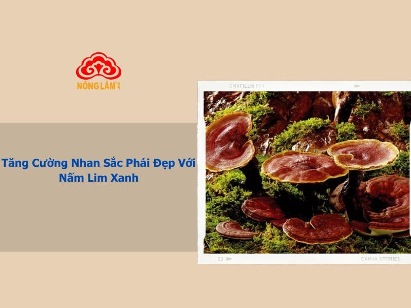 nấm lim xanh giúp làm đẹp cho phụ nữ