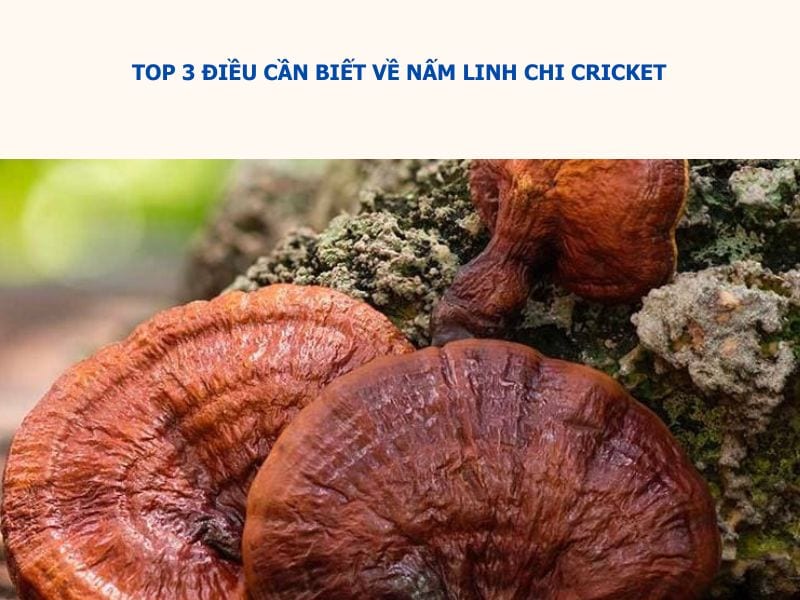 nấm linh chi cricket