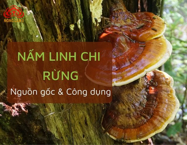 Nấm linh chi rừng