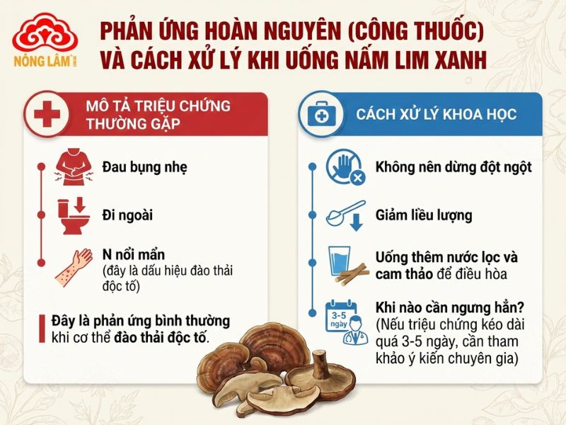 Lưu Ý Khi Uống Nấm Lim Xanh Để Đảm Bảo An Toàn, Hiệu Quả 12 Phản ứng hoàn nguyên khi dùng nấm lim xanh