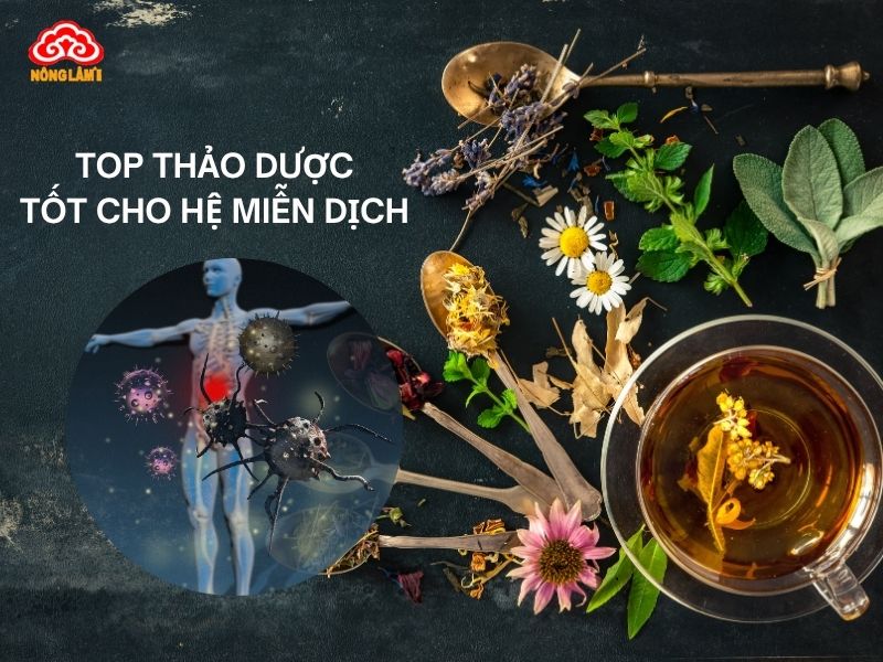 Top 10 Thảo Dược Giúp Tăng Cường Hệ Miễn Dịch Hiệu Quả 15 Top thảo dược giúp tăng cường hệ miễn dịch hiệu quả
