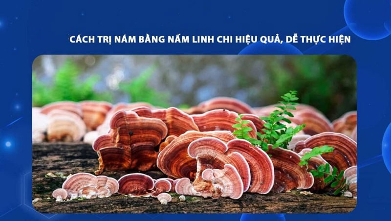 trị mụn bằng nấm linh chi