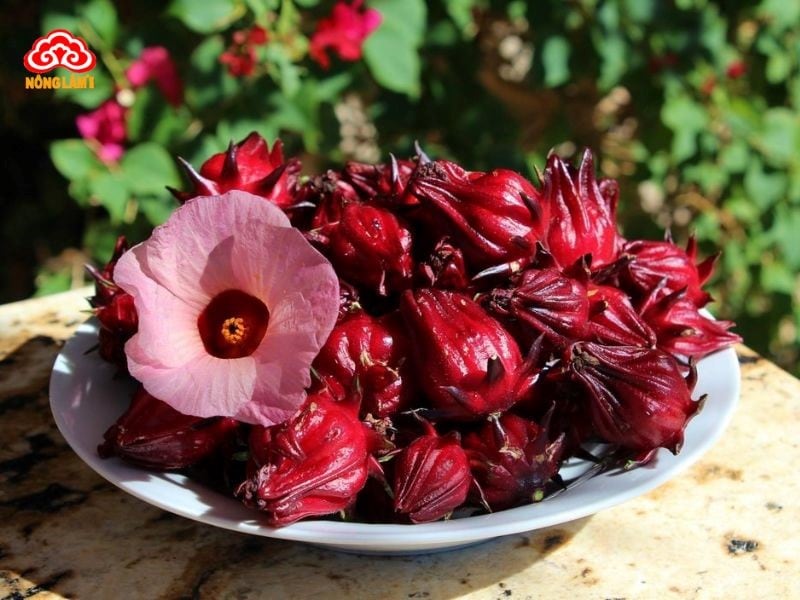 Bí Quyết Giải Độc Gan Bằng Thuốc Nam Hiệu Quả 28 Atiso