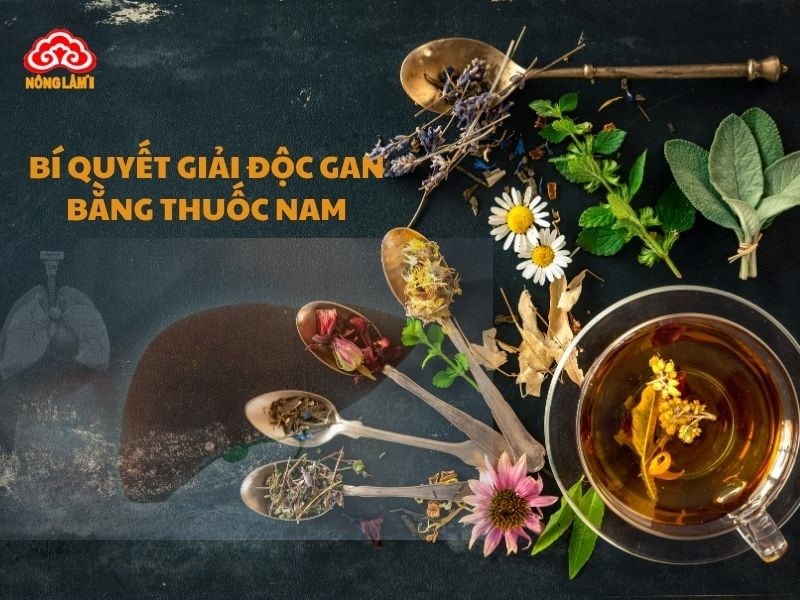 Bí Quyết Giải Độc Gan Bằng Thuốc Nam Hiệu Quả 20 Bí quyết giải độc gan bằng thuốc nam