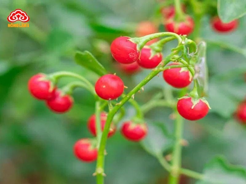 Bí Quyết Giải Độc Gan Bằng Thuốc Nam Hiệu Quả 37 Cà gai leo