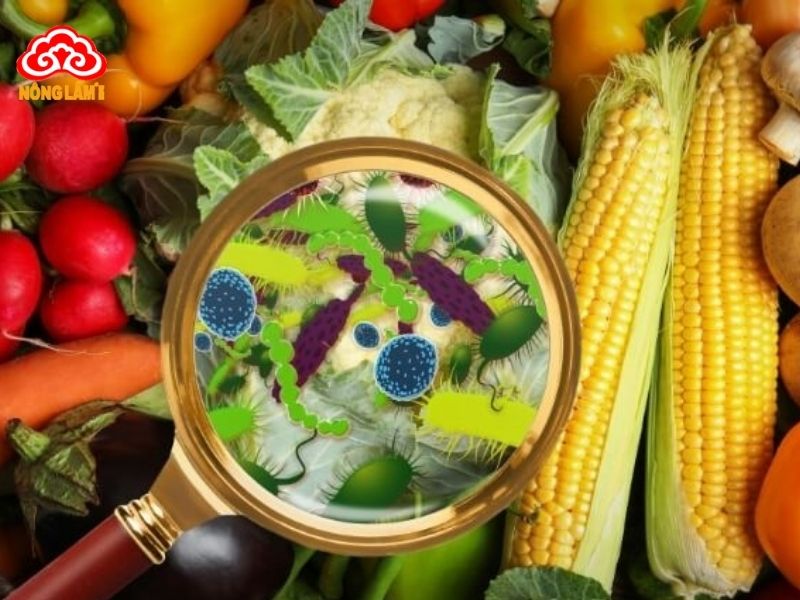 Nấm linh chi đỏ có thể được sử dụng để hỗ trợ điều trị nhiều dạng ngộ độc khác nhau