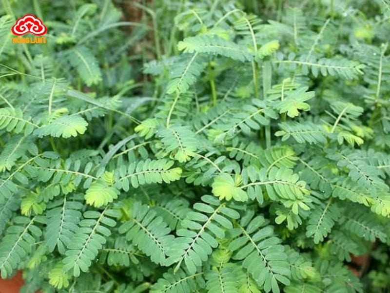 Bí Quyết Giải Độc Gan Bằng Thuốc Nam Hiệu Quả 27 Cây chó đẻ (diệp hạ châu)