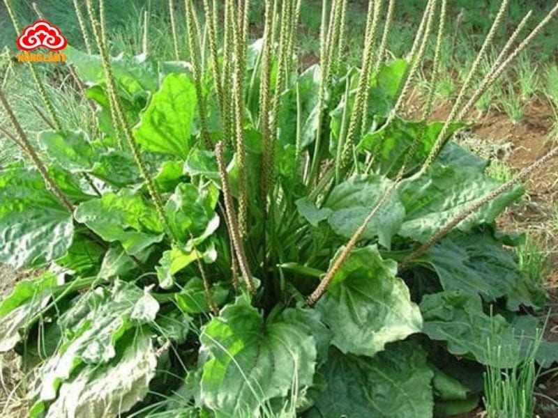 Bí Quyết Giải Độc Gan Bằng Thuốc Nam Hiệu Quả 33 Mã đề