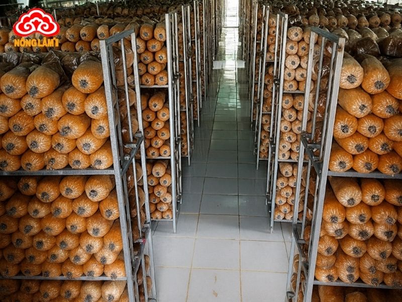 Giai đoạn nuôi ủ tơ và chăm sóc