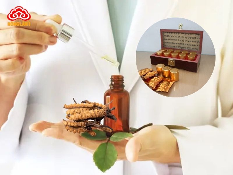 Chiết xuất đông trùng hạ thảo
