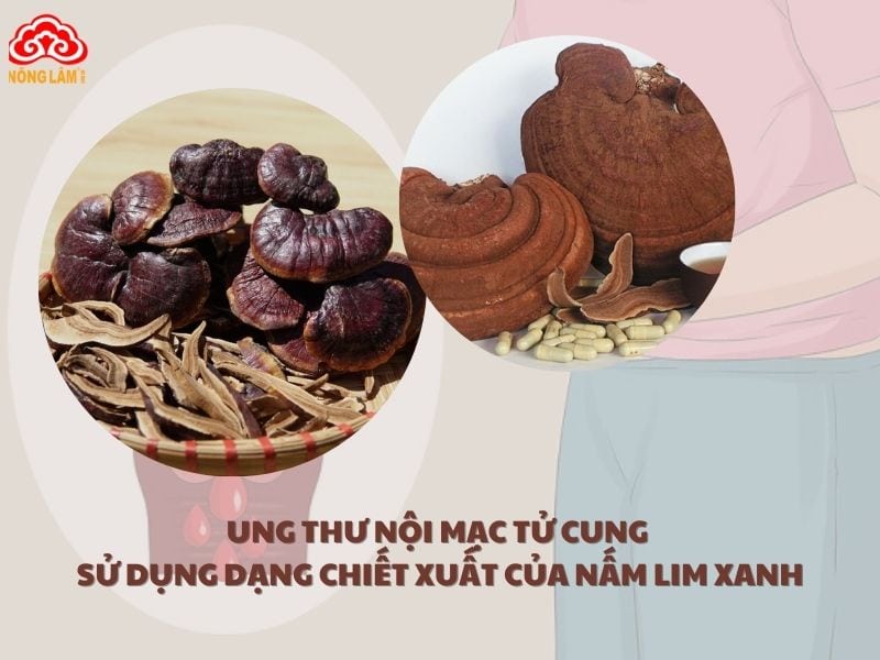 Sử dụng nấm lim xanh dạng chiết xuất 