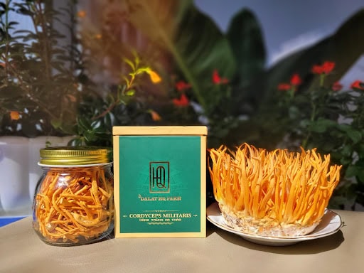 Top 7 Địa Chỉ Bán Đông Trùng Hạ Thảo ở Lâm Đồng Uy Tín 14 Dalat HQ Farm