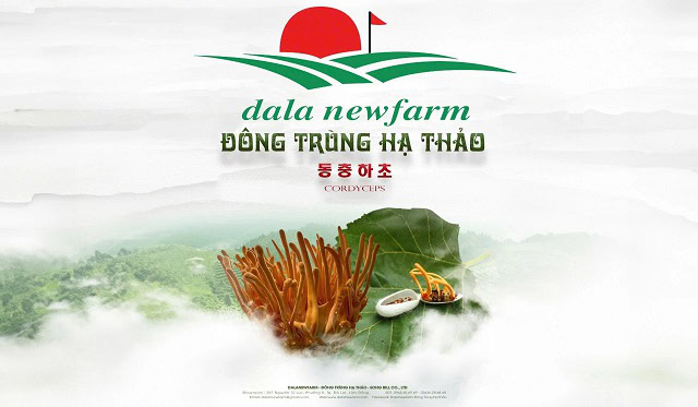 Top 7 Địa Chỉ Bán Đông Trùng Hạ Thảo ở Lâm Đồng Uy Tín 12 Đông trùng hạ thảo Dalat Newfarm