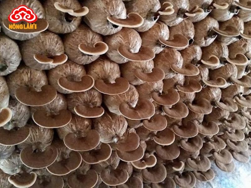 Dấu hiệu thu hái nấm linh chi