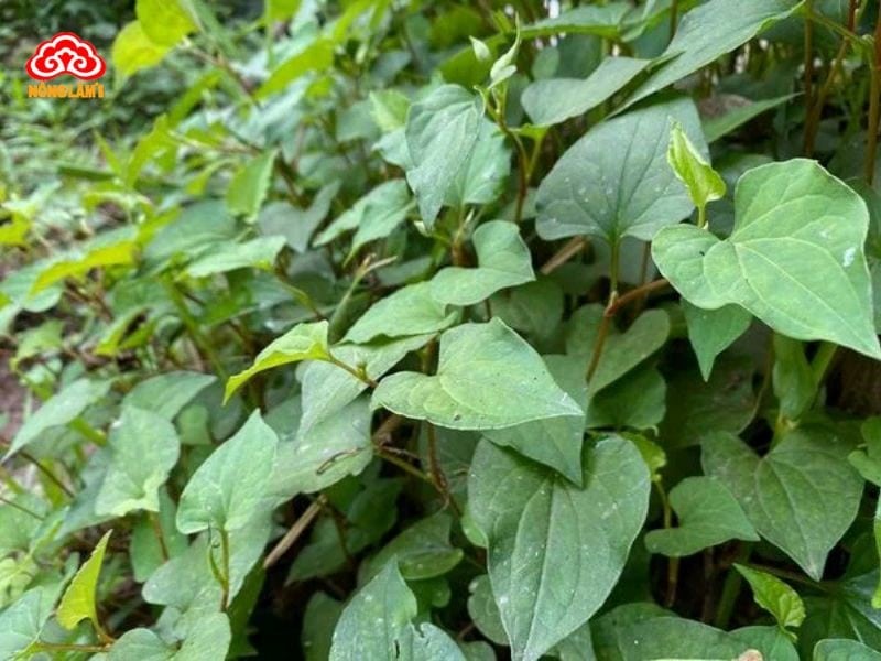 Bí Quyết Giải Độc Gan Bằng Thuốc Nam Hiệu Quả 34 Diếp cá