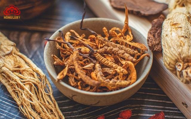 Nấm Linh Chi Có Thể Sử Dụng Kết Hợp Với Những Loại Thảo Dược Nào? 16 Đông trùng hạ thảo