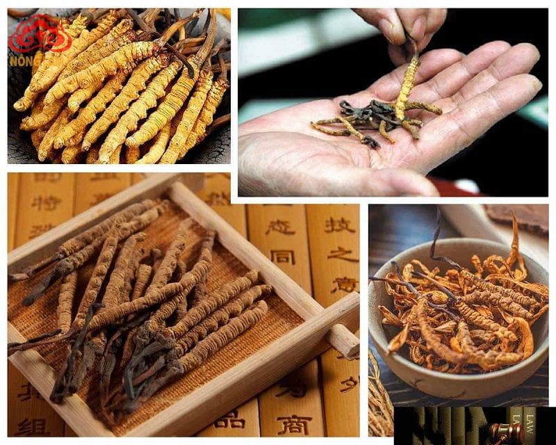 Đông Trùng Hạ Thảo Thần Dược Cho Người Hay Đau Bệnh 6 Đông trùng hạ thảo thần dược cho người hay đau bệnh 4
