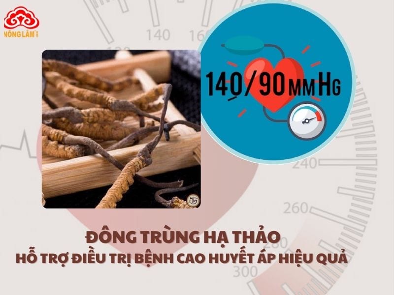 Đông trùng hạ thảo hỗ trợ điều trị cao huyết áp hiệu quả