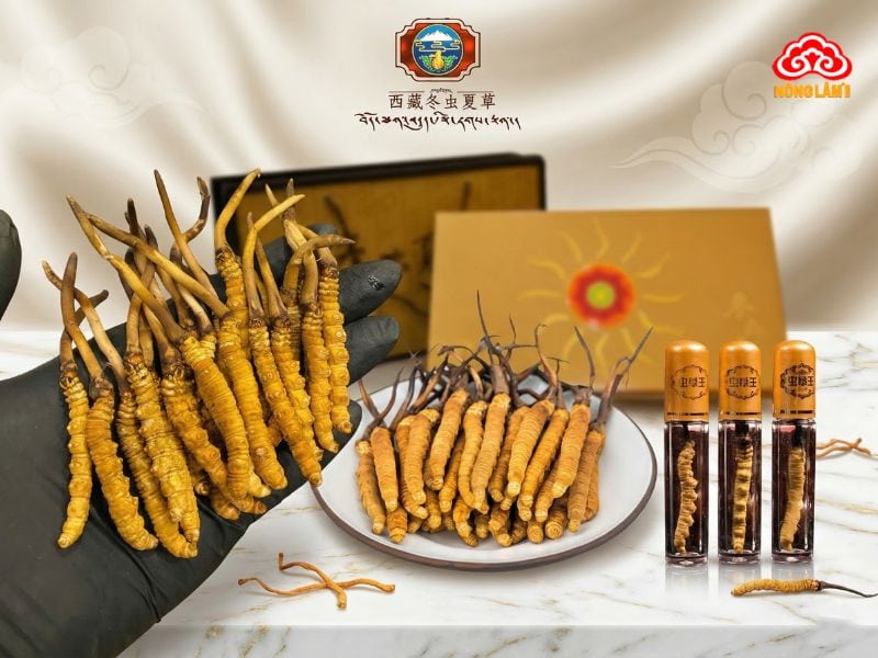 Đông Trùng Hạ Thảo Trung Quốc: Nguồn Gốc, Sản Phẩm &Amp; Giá Bán 10 Sản phẩm đông trùng hạ thảo tự nhiên từ cao nguyên tây tạng