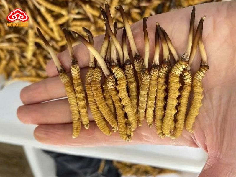 Đông trùng hạ thảo tự nhiên có giá trị cao