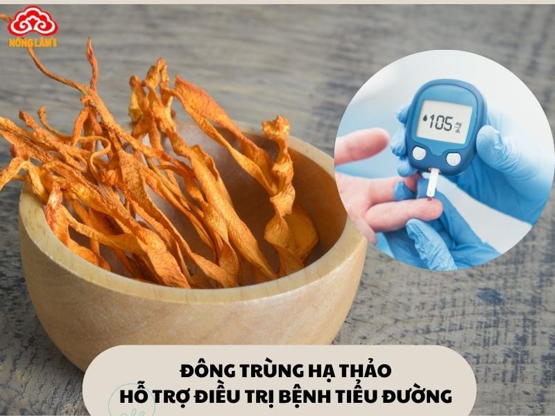 Tác Dụng Của Đông Trùng Hạ Thảo Với Bệnh Tiểu Đường 6 Đông trùng hạ thảo hỗ trợ điều trị bệnh tiểu đường