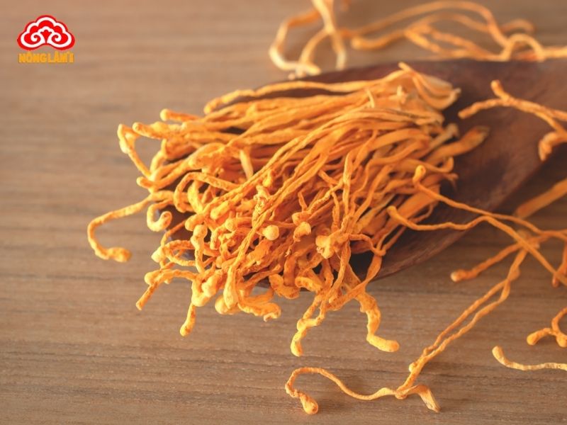 Top Những Thảo Dược Tốt Cho Hệ Tim Mạch 22 Đông trùng hạ thảo