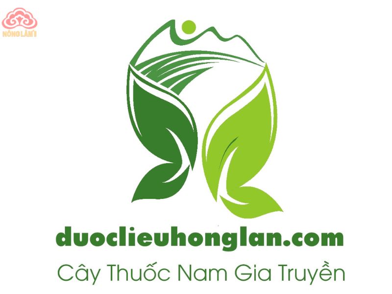 Top 10 Địa Chỉ Bán Đại Táo Chất Lượng Ở Hcm 21 Dược liệu hồng lan
