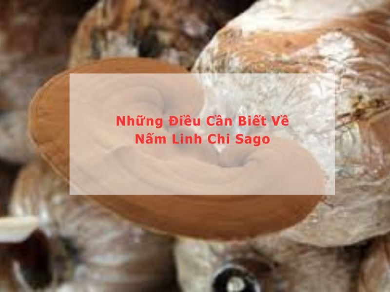 nấm linh chi sago có tốt không