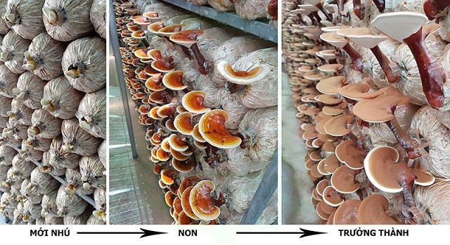 Cách Trồng Nấm Linh Chi Tại Nhà Hiệu Quả, Năng Suất Cao 5