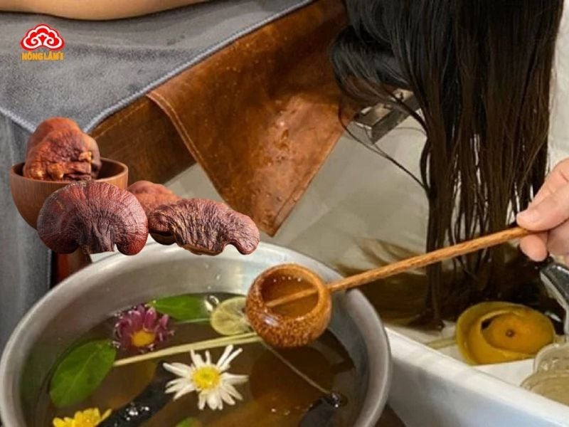 Gội đầu thảo dược nước nấm linh chi