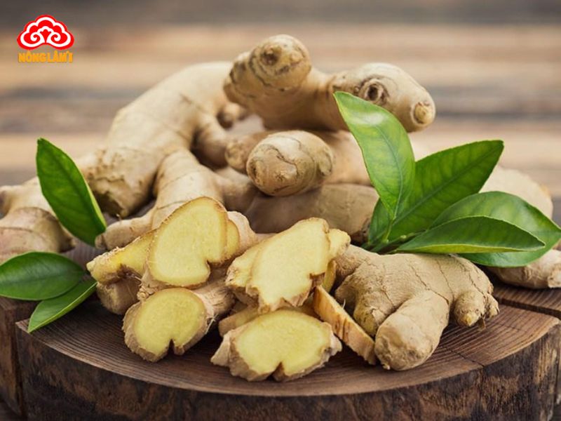 Top Những Thảo Dược Tốt Cho Hệ Tim Mạch 37 Gừng