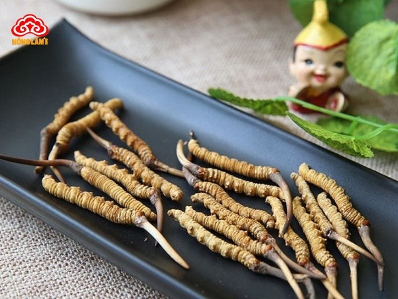 Hình ảnh đông trùng hạ thảo tự nhiên tây tạng