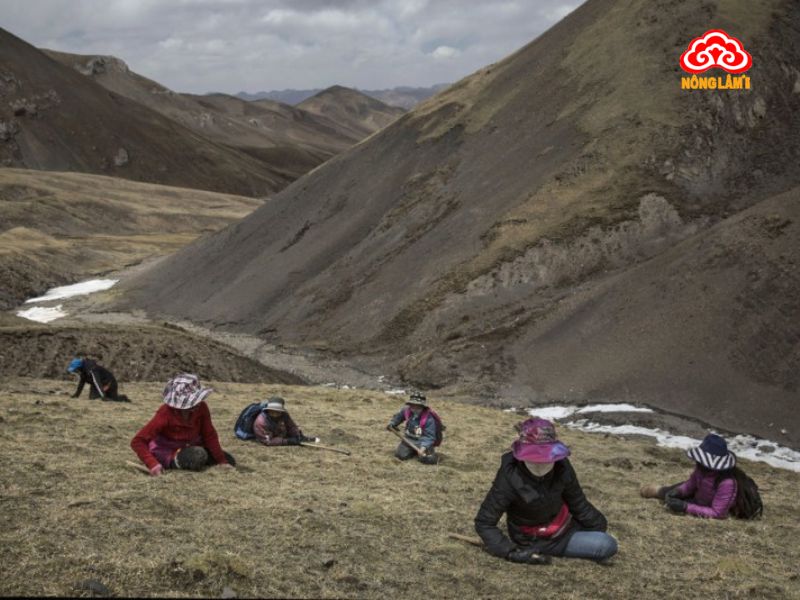 Đông Trùng Hạ Thảo Trung Quốc: Nguồn Gốc, Sản Phẩm &Amp; Giá Bán 9 Hình ảnh khai thác đông trùng hạ thảo tự nhiên trên các cao nguyên ở tây tạng