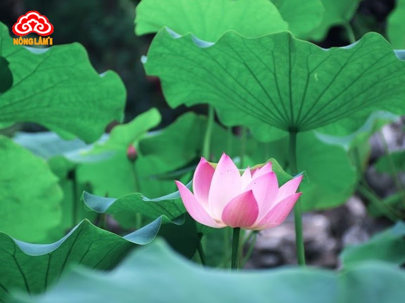 Top Những Thảo Dược Tốt Cho Hệ Tim Mạch 36 Lá sen