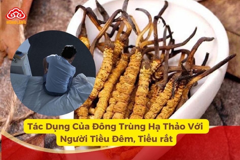 Lợi ích của đông trùng hạ thảo với bệnh nhân tiểu đêm, tiểu rắt