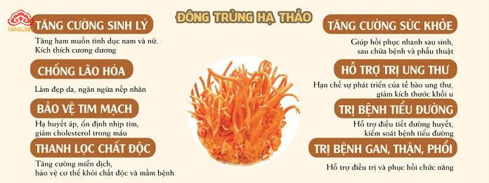 Lợi ích của đông trùng hạ thảo đối với sức khỏe 4