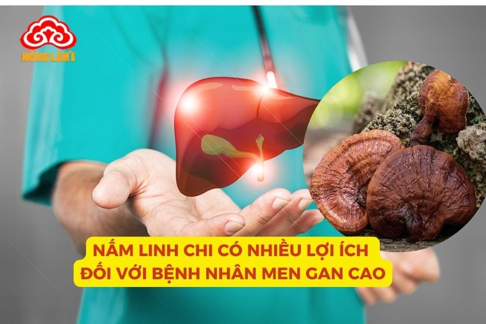 Nấm linh chi giúp hạ men gan hiệu quả