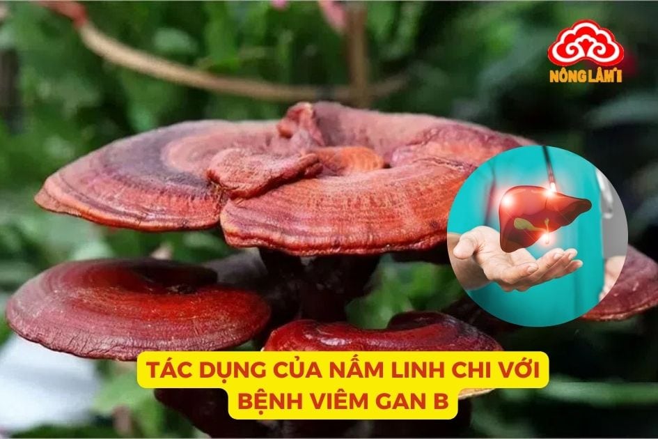 Nấm linh chi mang đến nhiều lợi ích đối với bệnh nhân viêm gan B