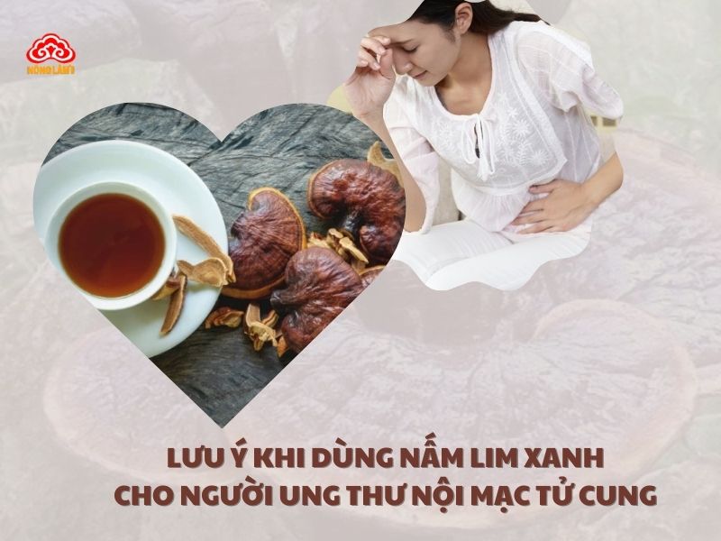 Lưu ý quan trọng khi sử dụng nấm lim xanh hỗ trợ điều trị bệnh ung thư nội mạc tử cung