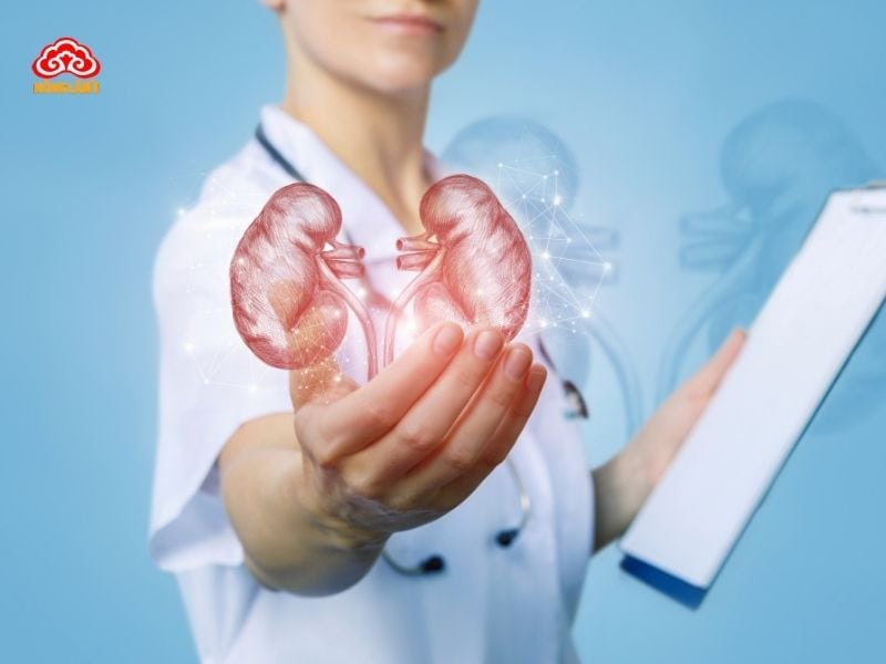 Lưu ý quan trọng khi dùng nấm linh chi cho bệnh nhân suy thận