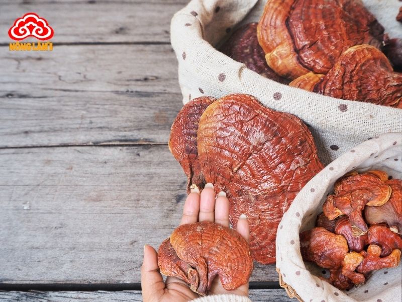 Nấm linh chi đỏ có tác dụng hỗ trợ điều trị ngộ độc hiệu quả