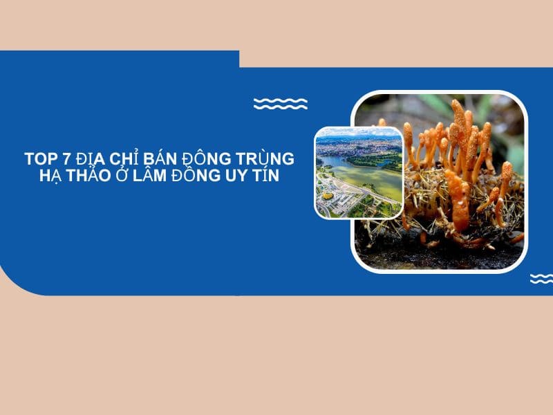 Top 7 Địa Chỉ Bán Đông Trùng Hạ Thảo ở Lâm Đồng Uy Tín 9 mua đông trùng hạ thảo ở lâm đồng