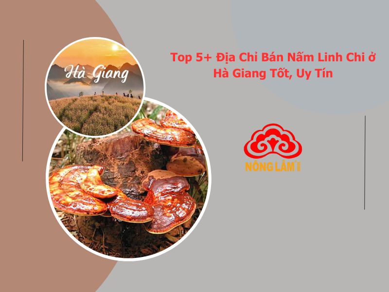 mua nấm linh chi tại hà giang