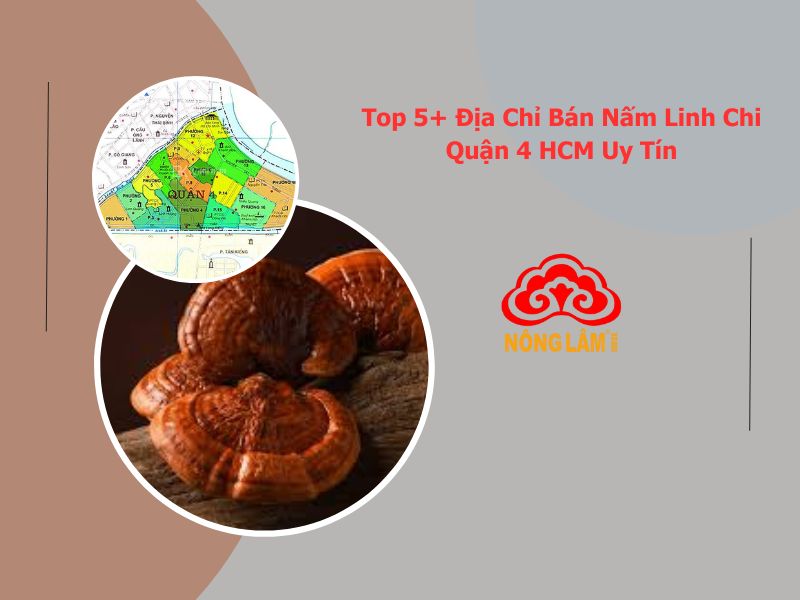 Top 5+ Địa Chỉ Bán Nấm Linh Chi Quận 4 HCM Uy Tín 7 mua nấm linh chi tại quận 4