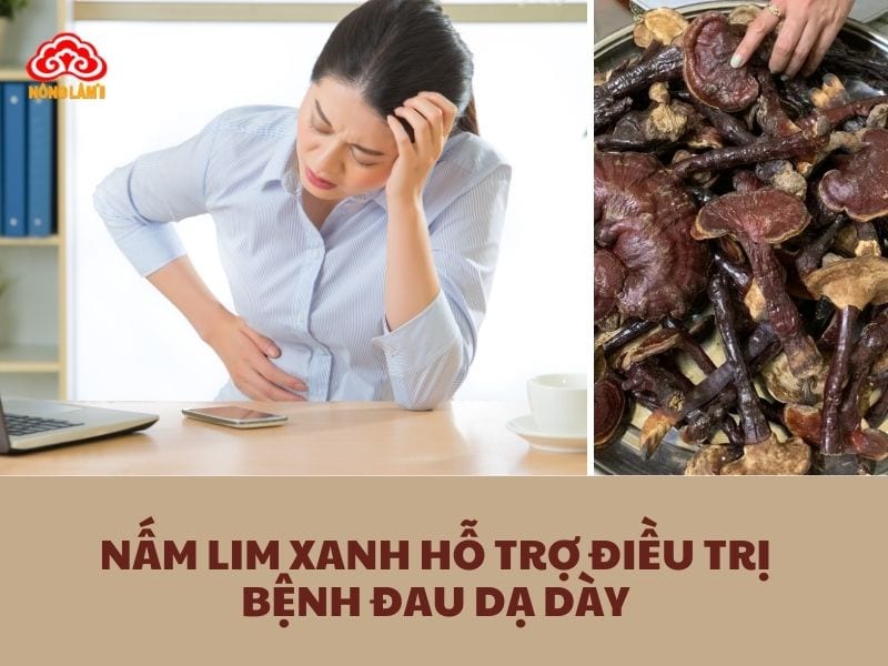 Điều Trị Bệnh Đau Dạ Dày Hiệu Quả Với Nấm Lim Xanh 6 Nấm lim xanh hỗ trợ điều trị bệnh đau dạ dày hiệu quả
