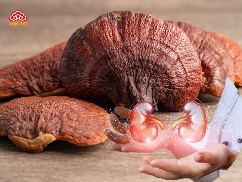 Lợi ích của nấm linh chi với bệnh suy thận